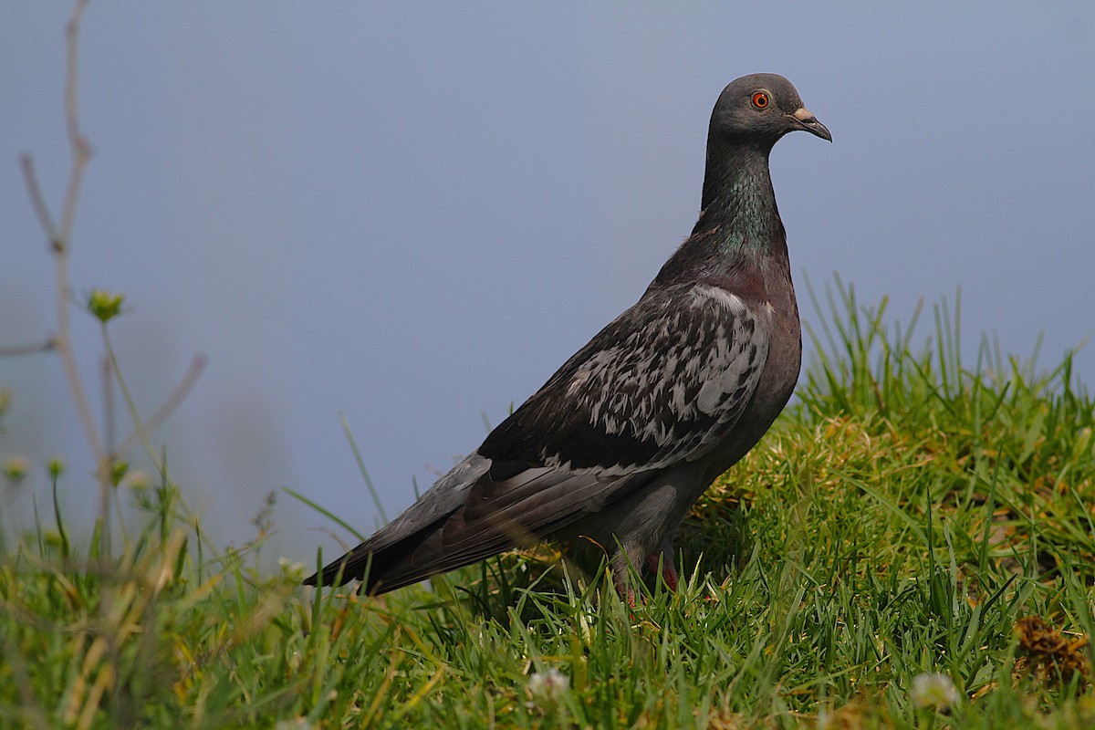Rock Pigeon (Feral Pigeon) - ML639081193