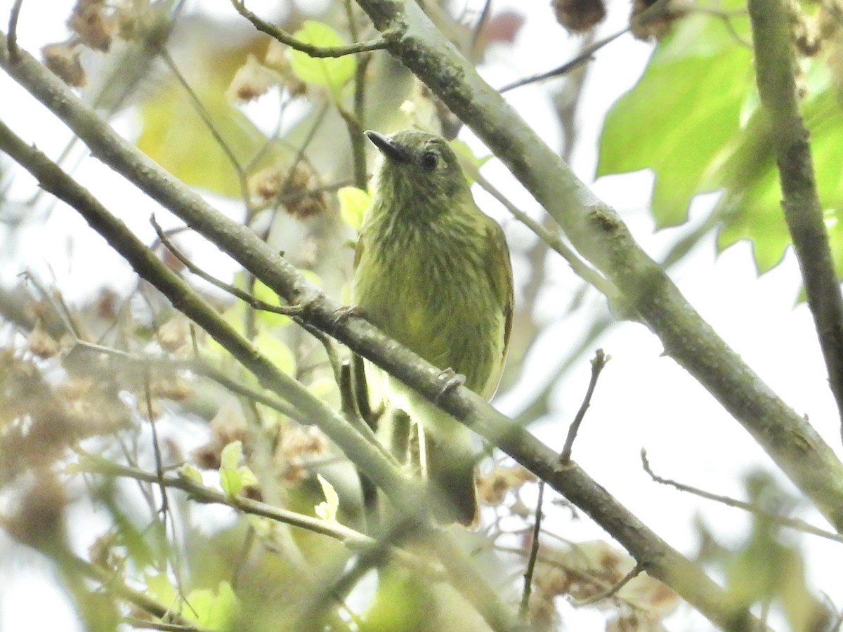 Olive-striped Flycatcher - ML639081199