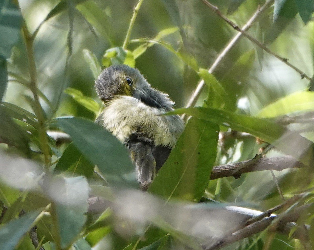 White-eyed Vireo - ML639081209