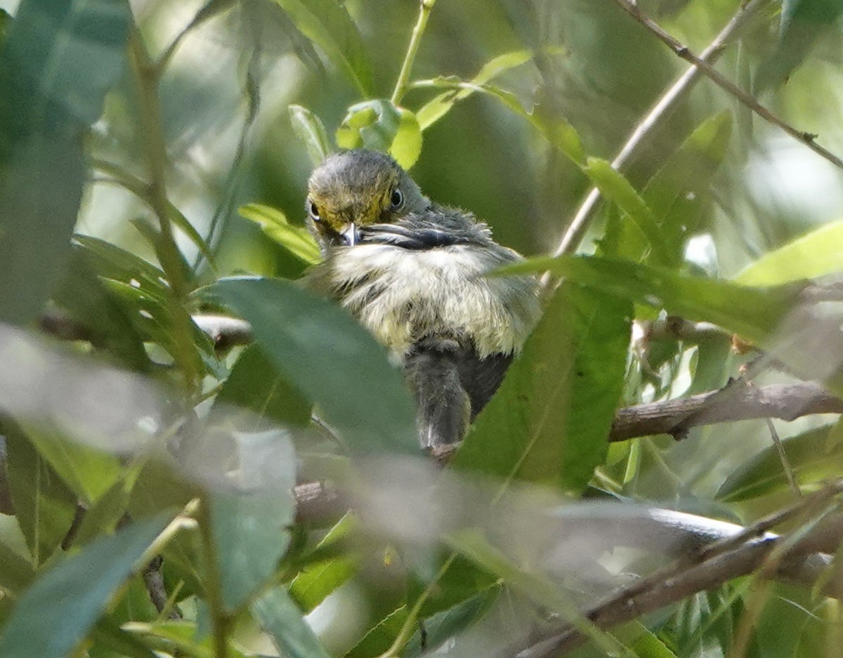 White-eyed Vireo - ML639081210