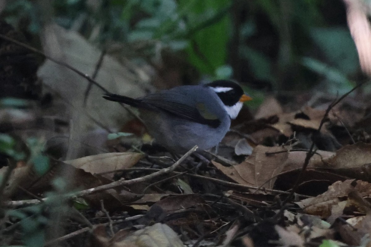 Saffron-billed Sparrow - ML639081226