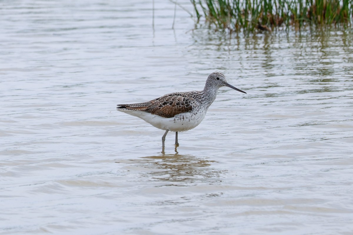 Common Greenshank - ML639081228