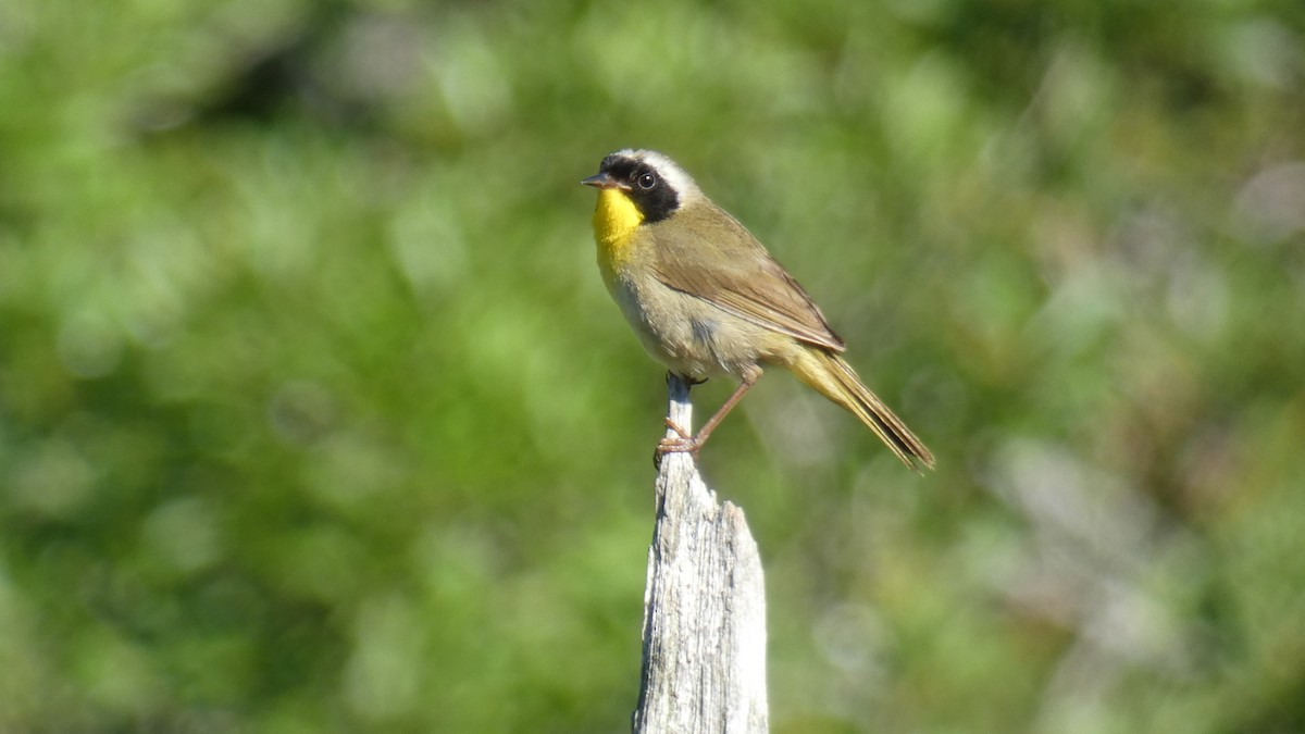 Common Yellowthroat - ML639081229