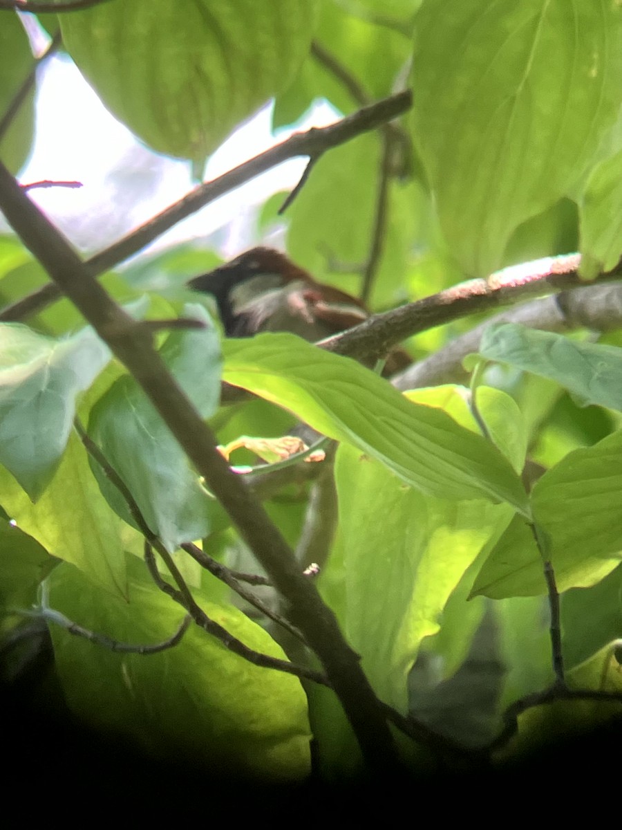 House Sparrow - ML639081231