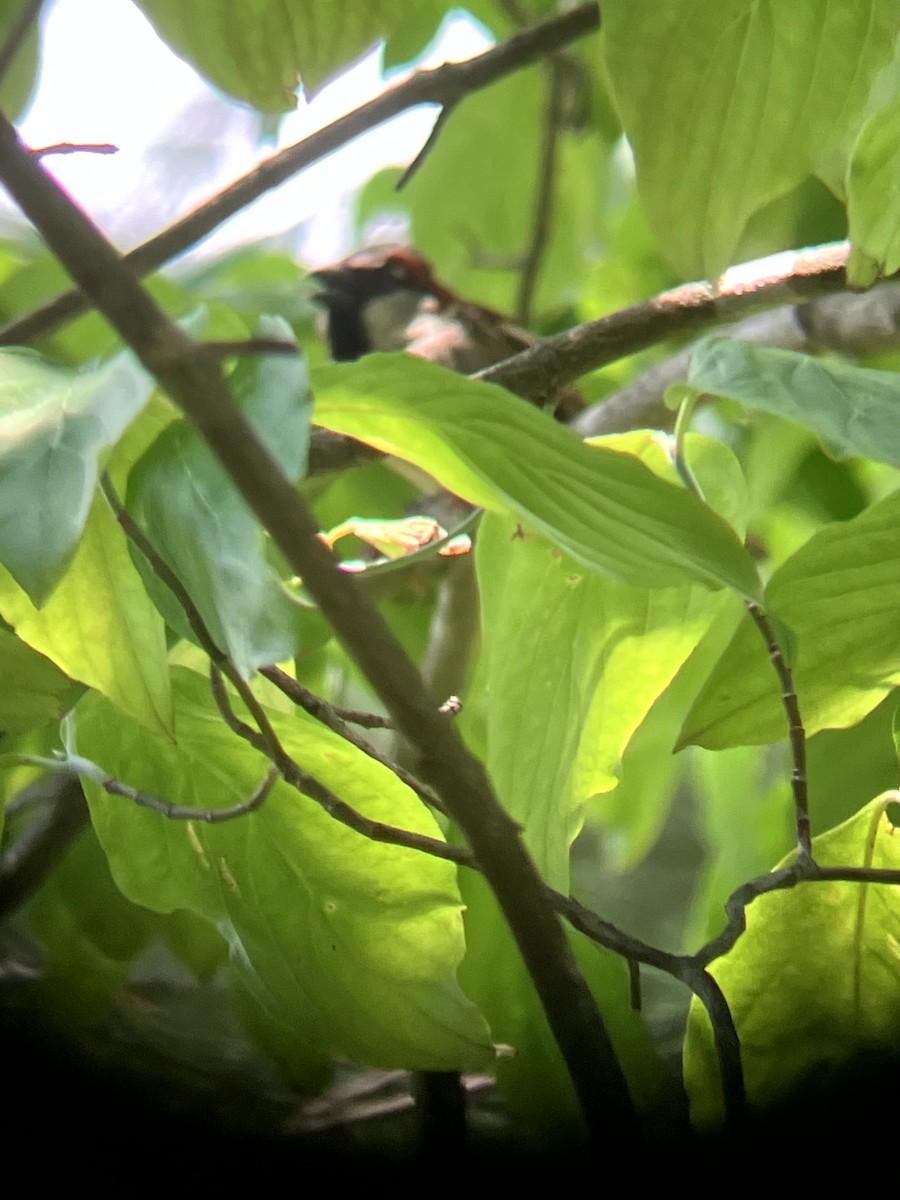 House Sparrow - ML639081232