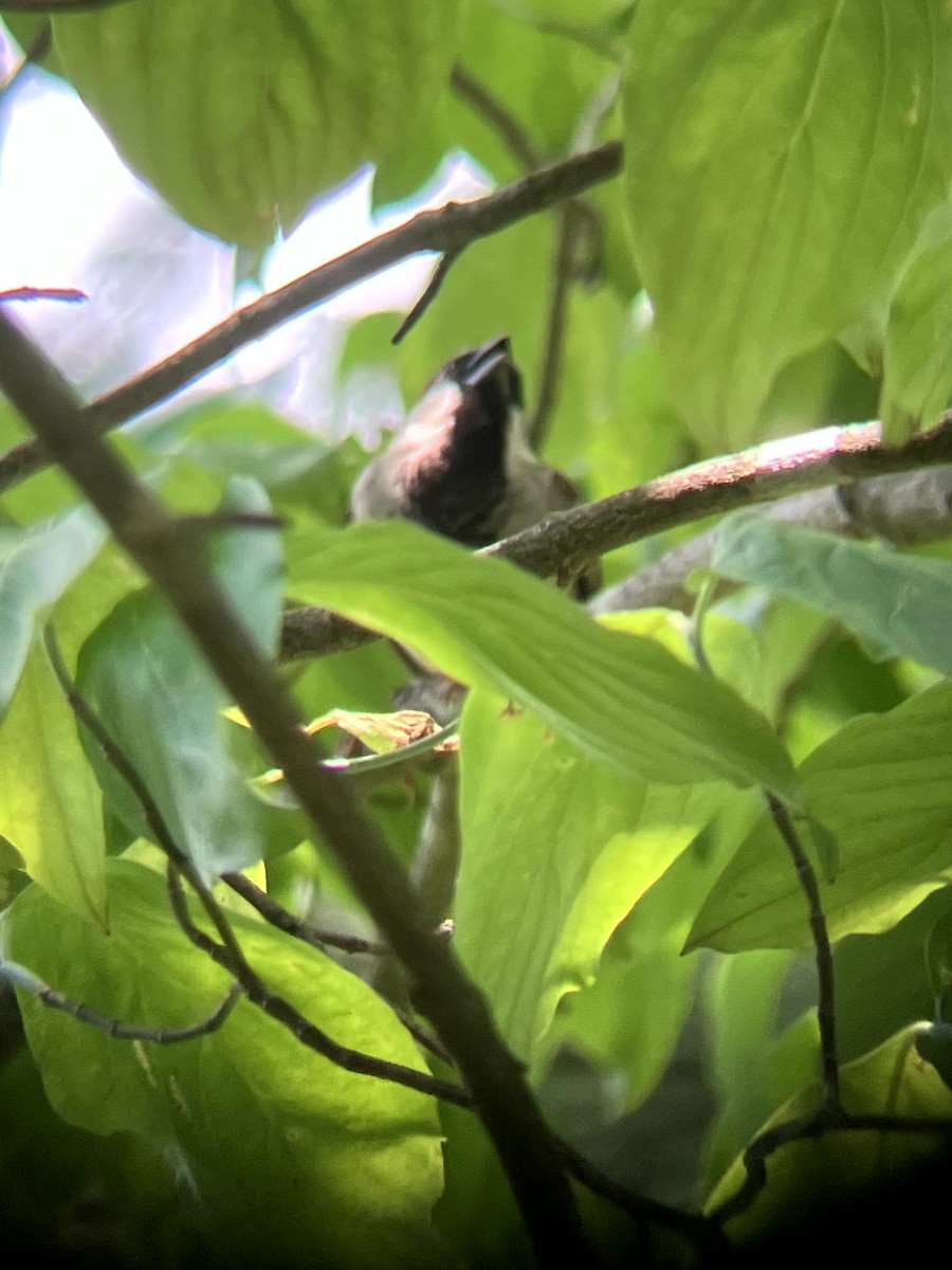 House Sparrow - ML639081233