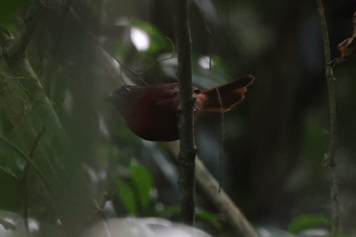 Red-crowned Ant-Tanager - ML639081235