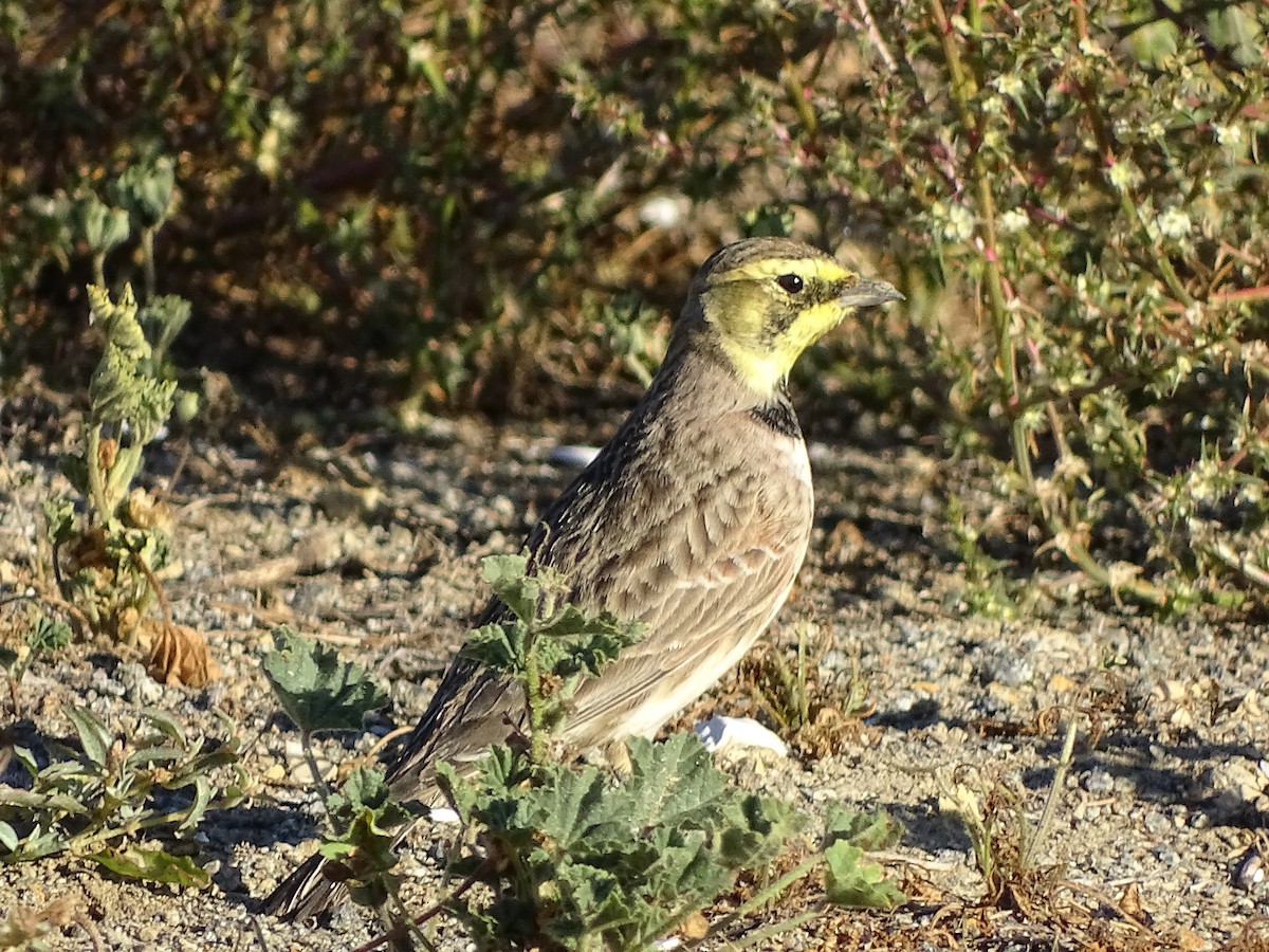 Horned Lark - ML639081236