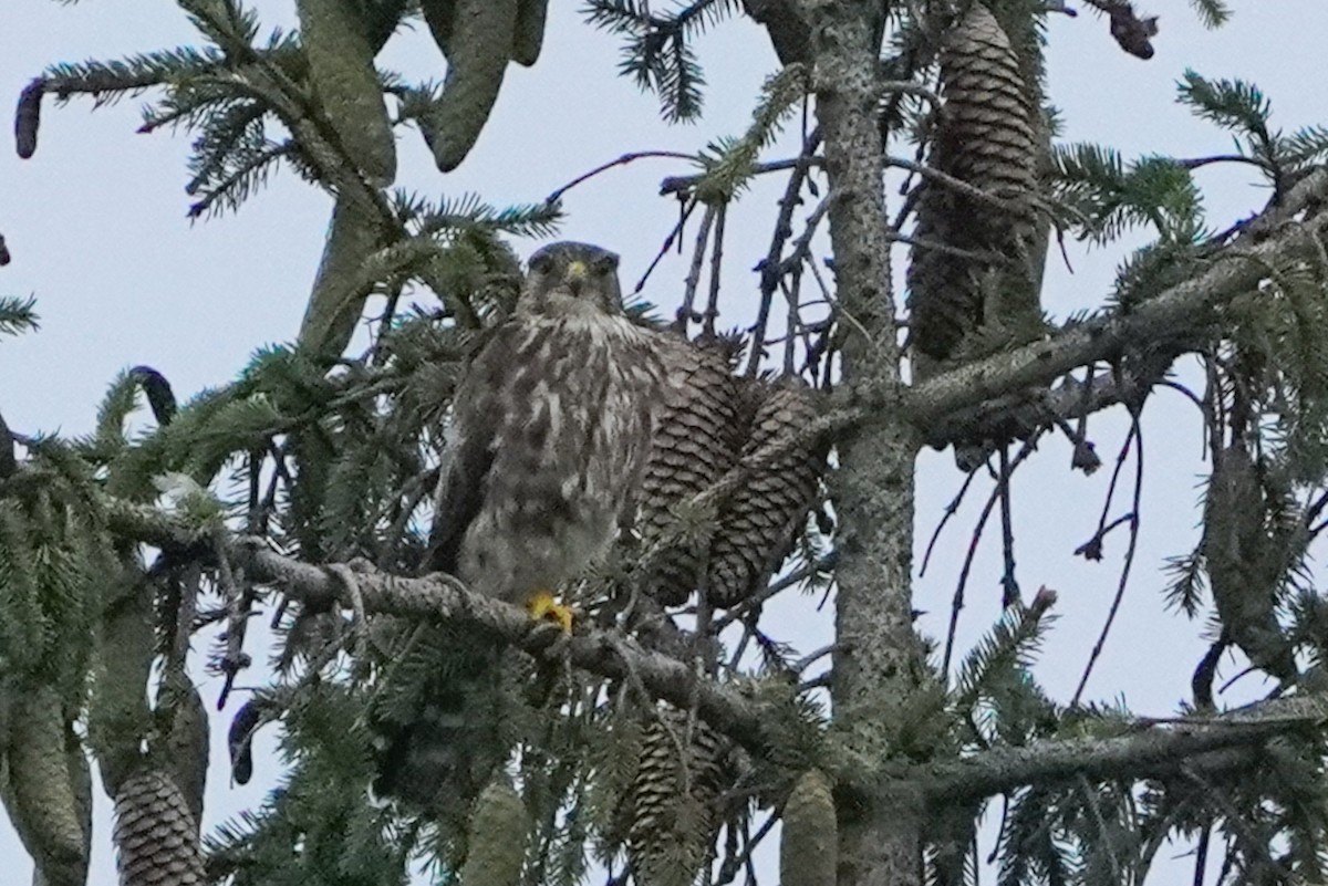 Merlin - ML639081237