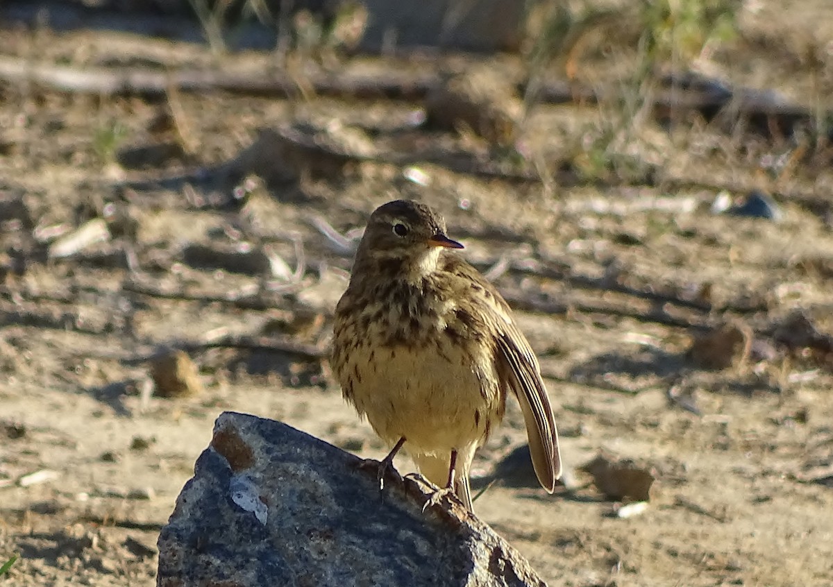 American Pipit - ML639081240