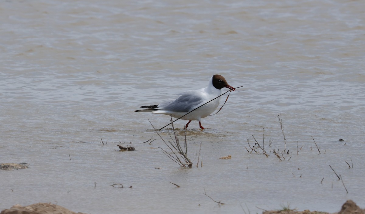 Black-headed Gull - ML639081241