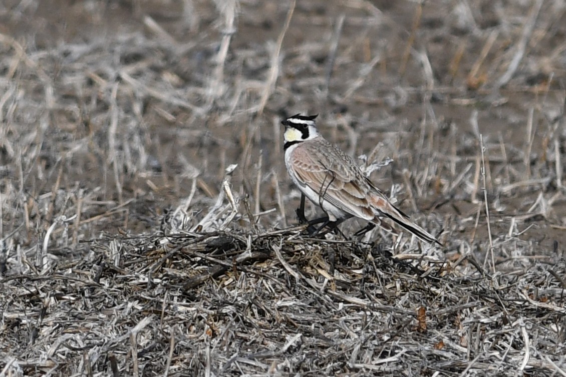 Horned Lark - ML639081242