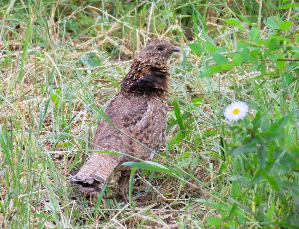 Ruffed Grouse - ML639081243
