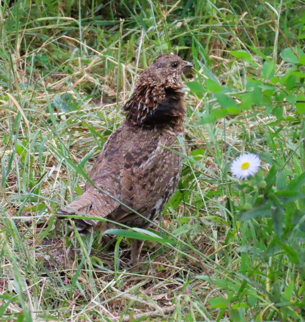 Ruffed Grouse - ML639081244