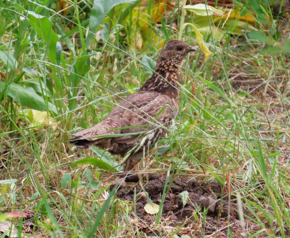 Ruffed Grouse - ML639081245