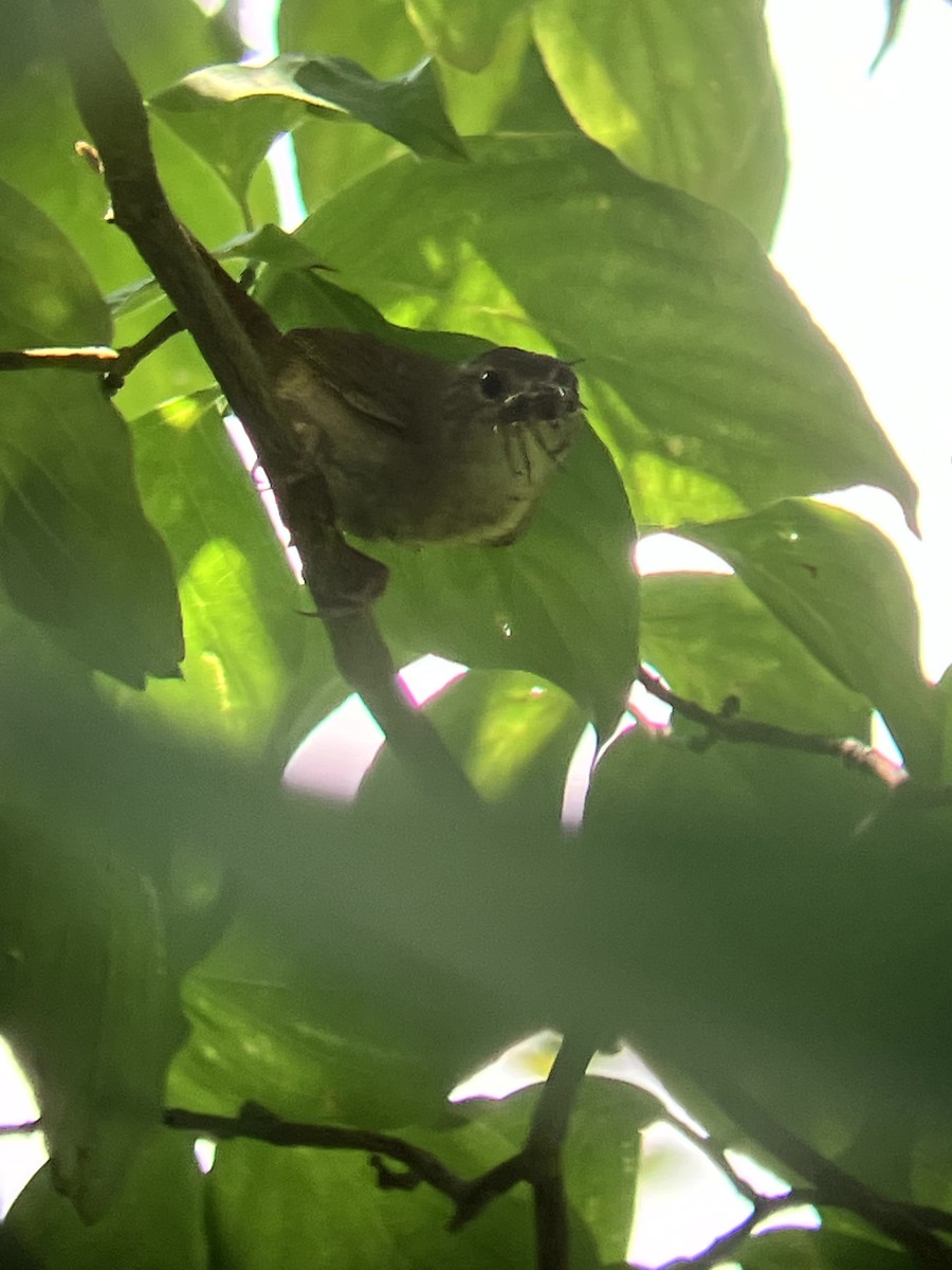 Northern House Wren - ML639081246