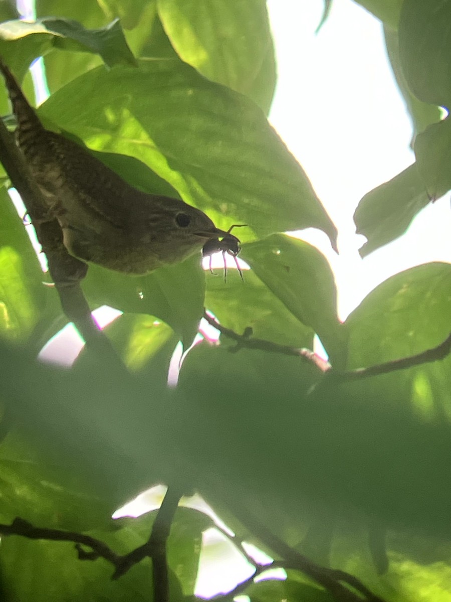 Northern House Wren - ML639081247
