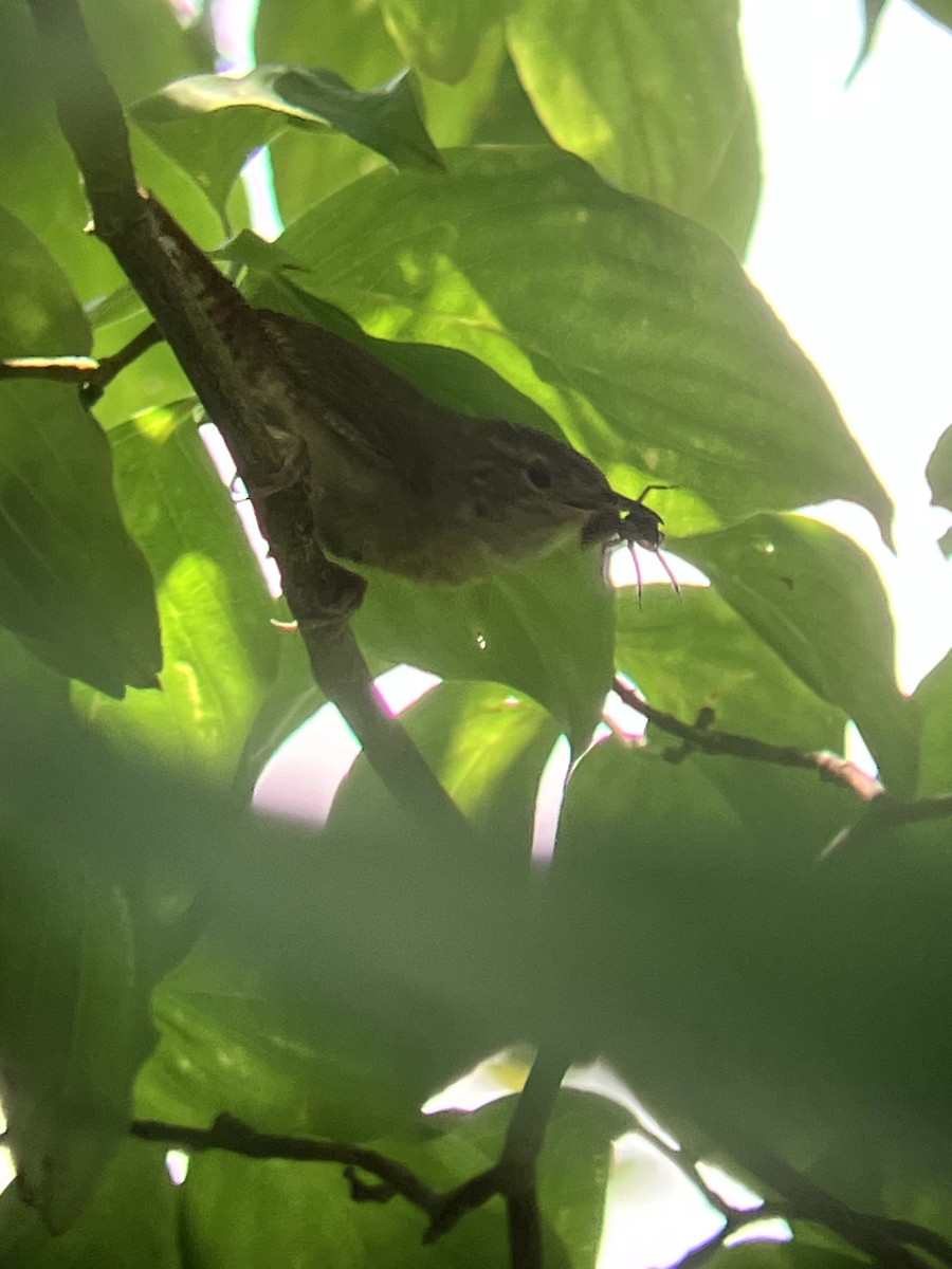 Northern House Wren - ML639081248