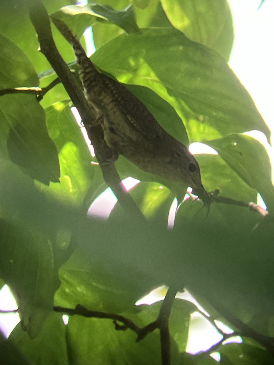 Northern House Wren - ML639081249