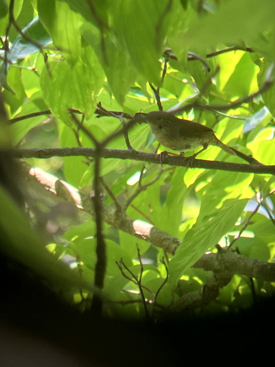 Northern House Wren - ML639081250