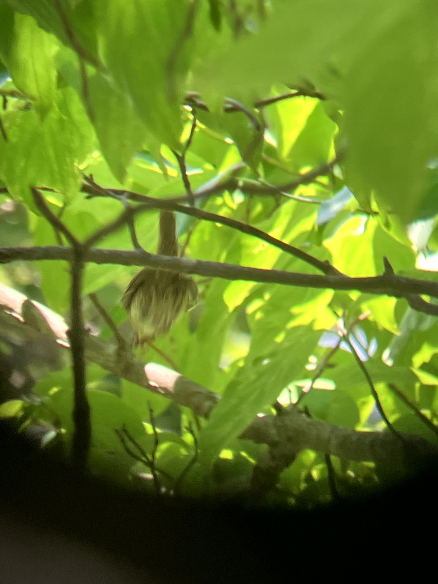 Northern House Wren - ML639081252