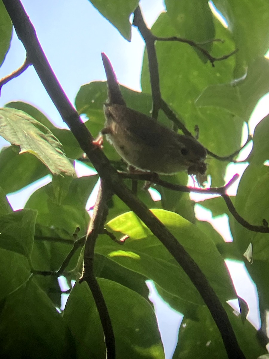 Northern House Wren - ML639081253