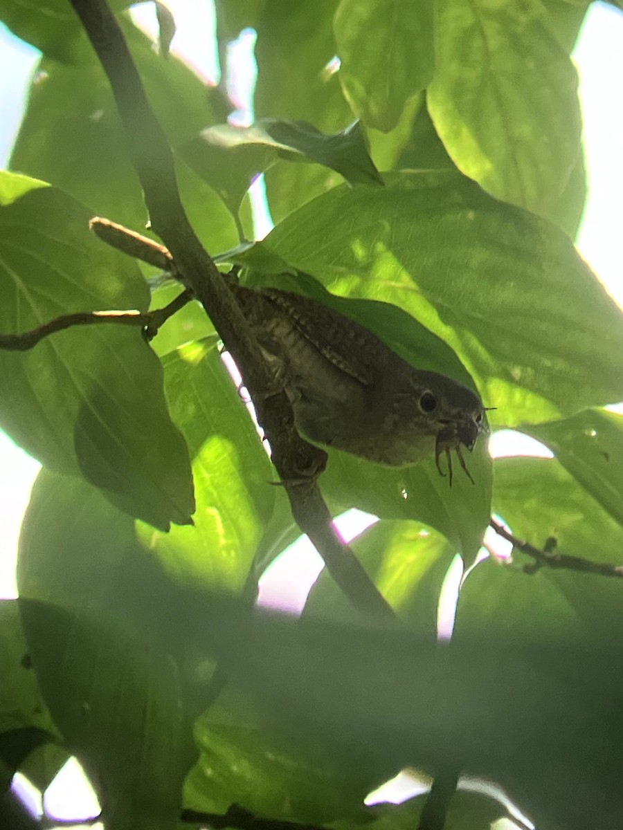 Northern House Wren - ML639081255