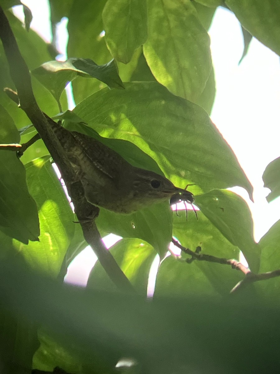 Northern House Wren - ML639081256