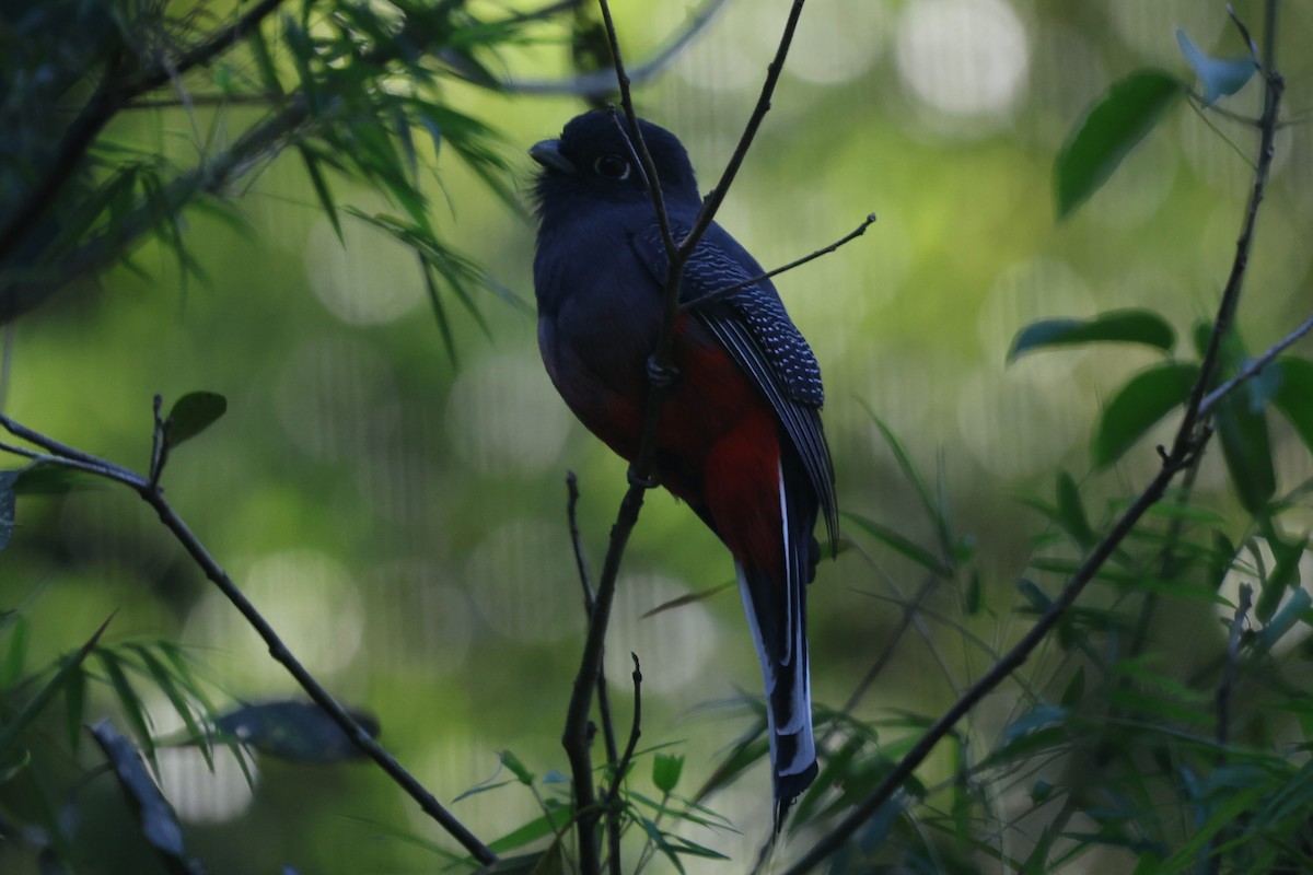 Surucua Trogon - ML639081258