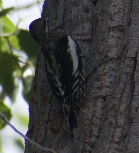 sapsucker sp. - ML639081301