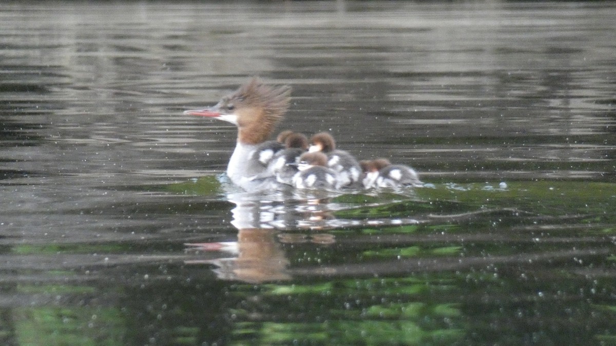 Common Merganser - ML639081307