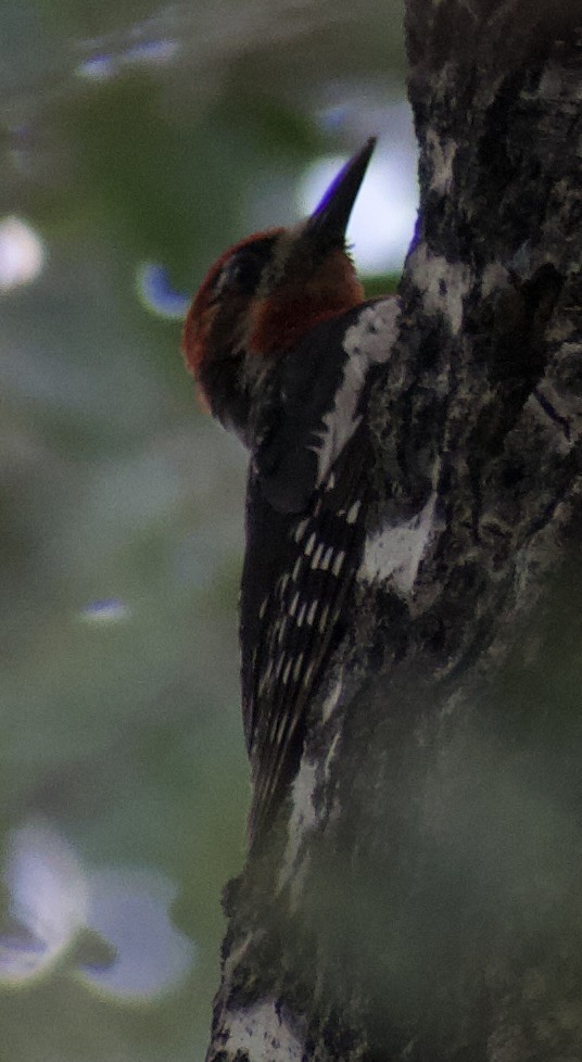 Red-naped x Red-breasted Sapsucker (hybrid) - ML639081322