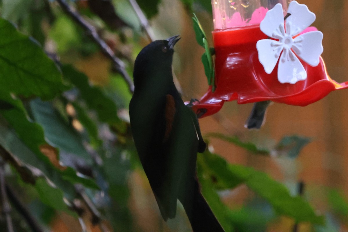 Oriole variable - ML639081323