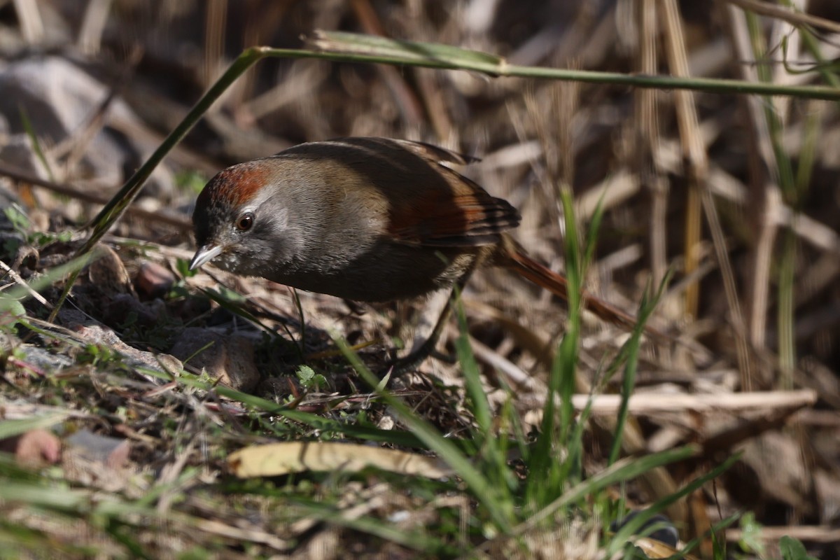 Sooty-fronted Spinetail - ML639081337