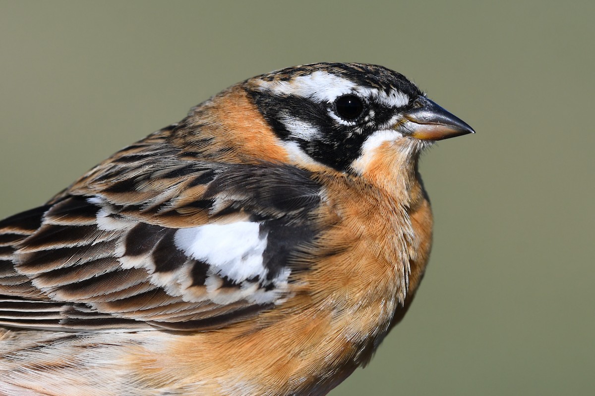 Smith's Longspur - ML639081338