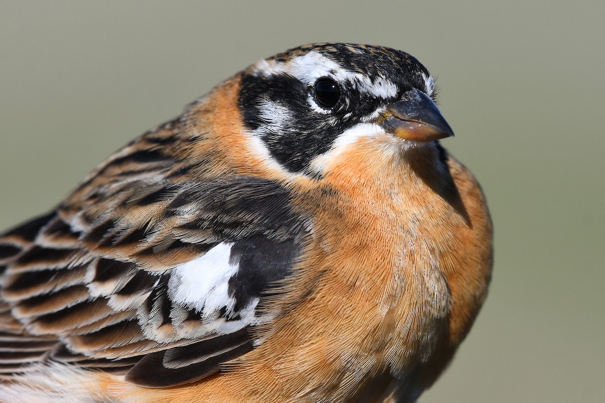 Smith's Longspur - ML639081339