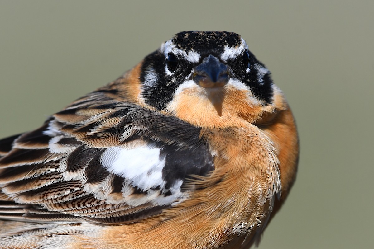 Smith's Longspur - ML639081340