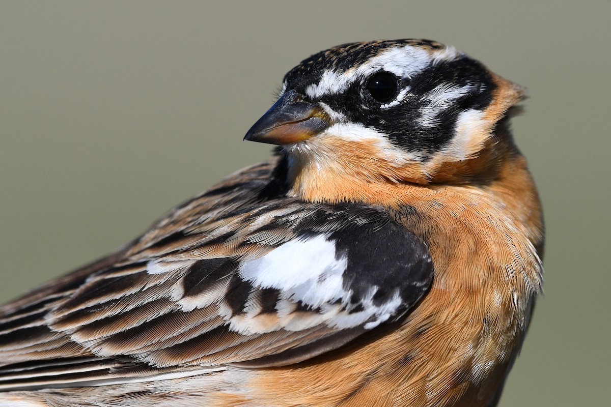 Smith's Longspur - ML639081341