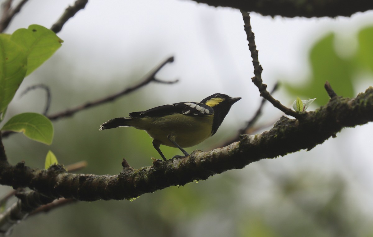 Elegant Tit - ML639081342