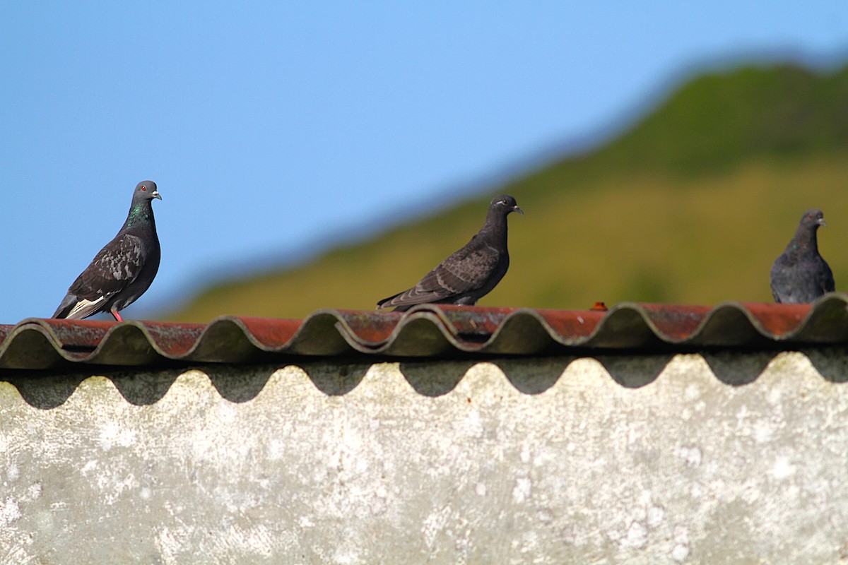 Rock Pigeon (Feral Pigeon) - ML639081354