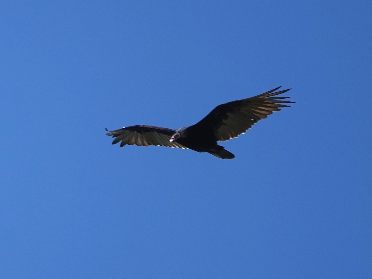 Turkey Vulture - ML639081374