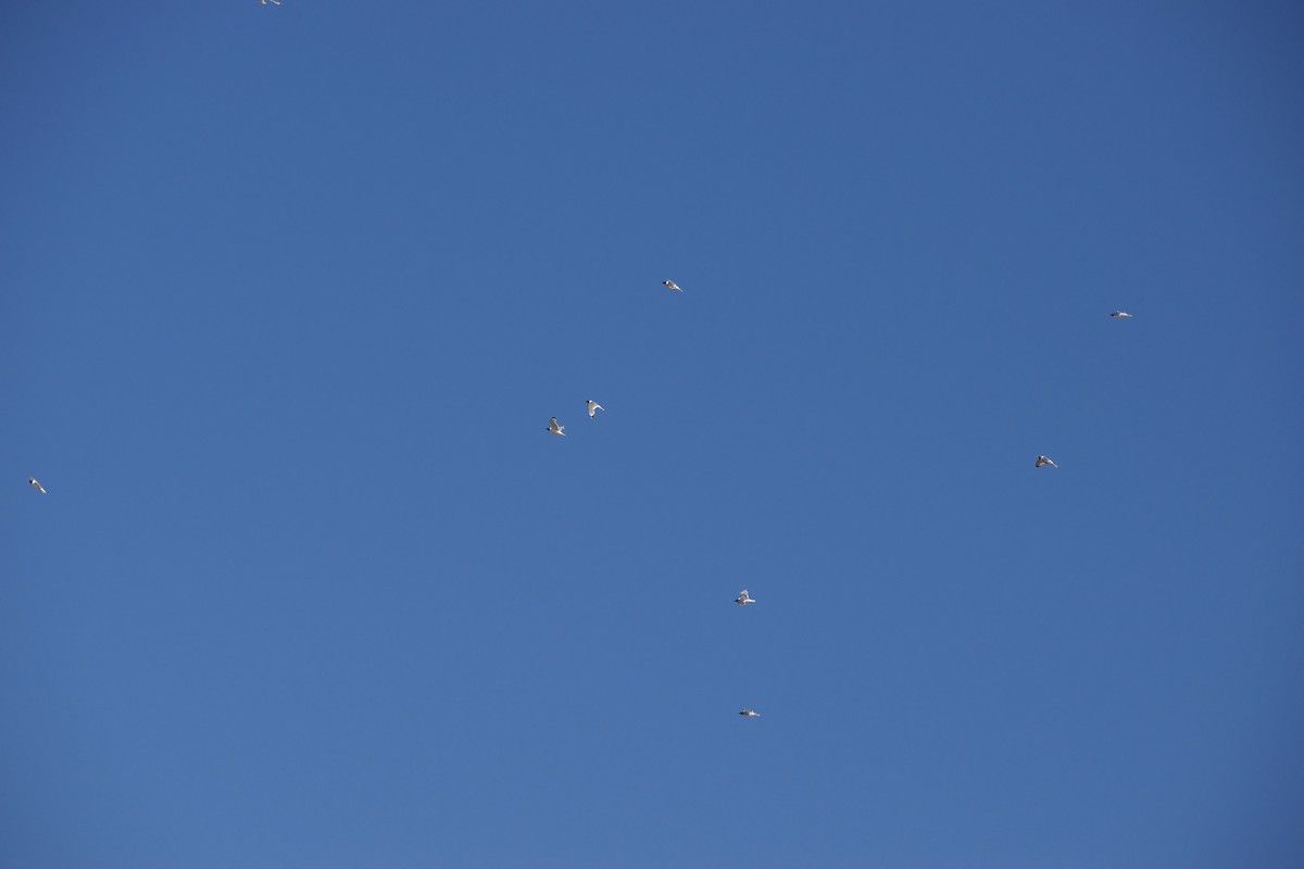 Franklin's Gull - ML639081381