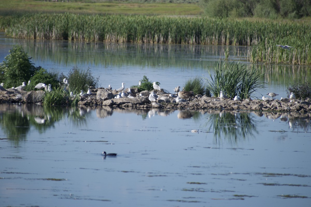 Ring-billed Gull - ML639081389