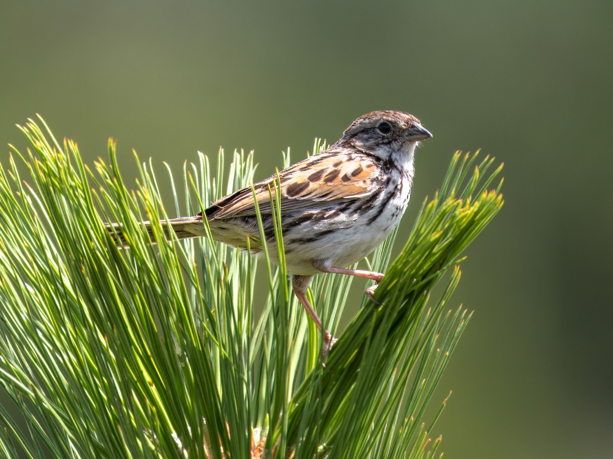 Sierra Madre Sparrow - ML639081394