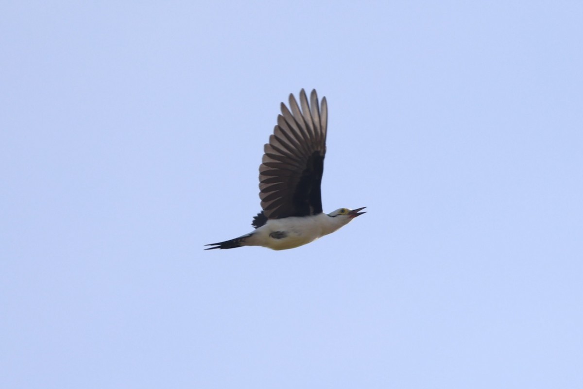 White Woodpecker - ML639081396