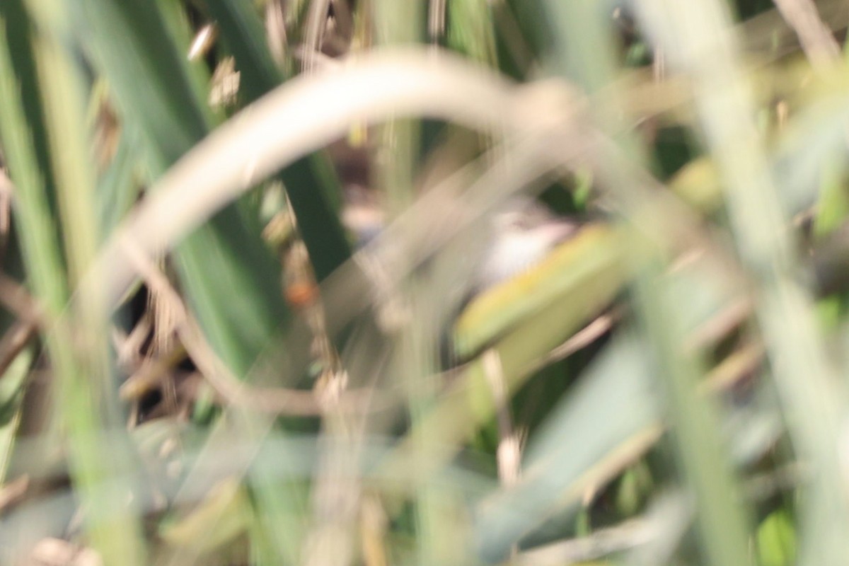 Straight-billed Reedhaunter - ML639081397