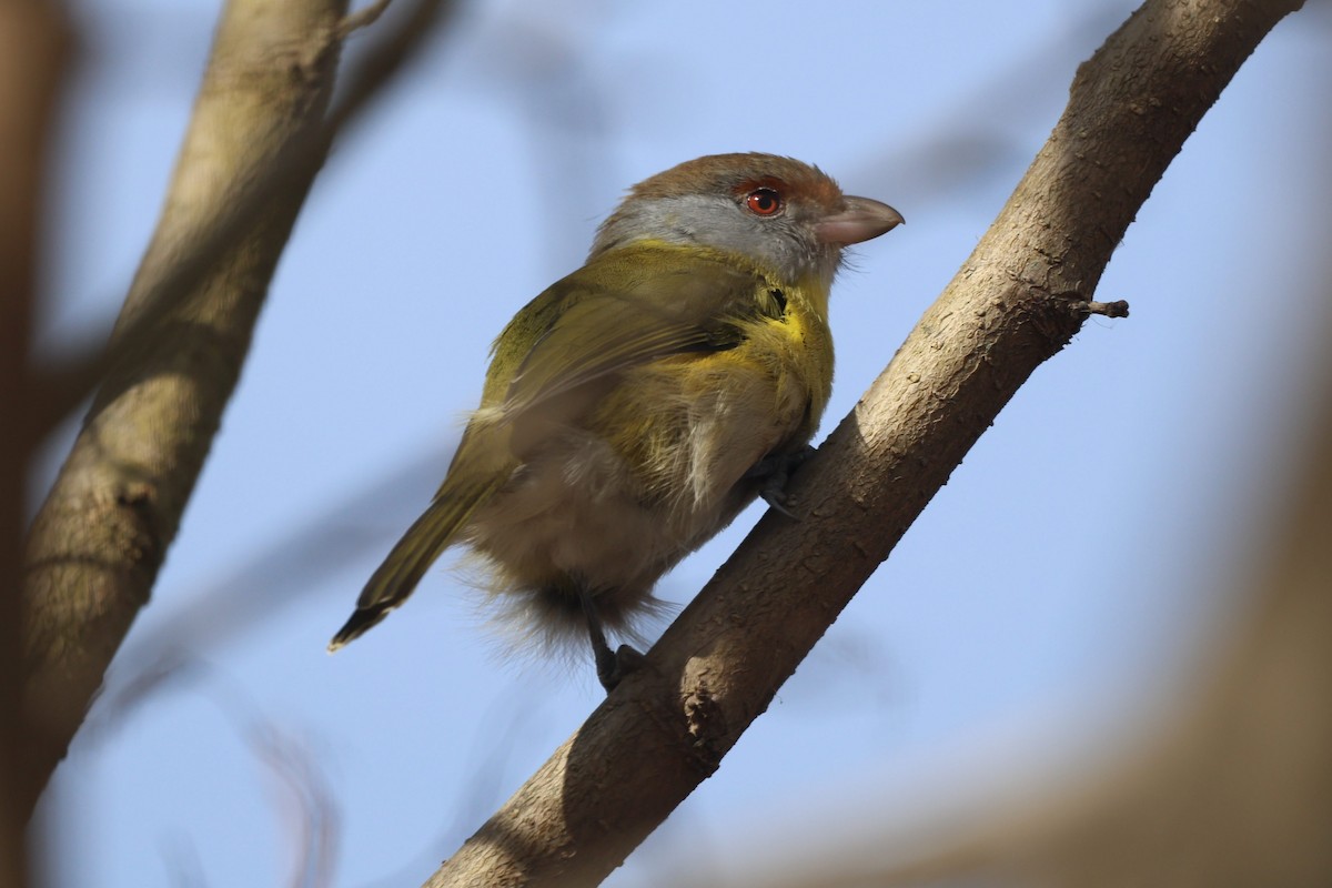 Rufous-browed Peppershrike - ML639081399