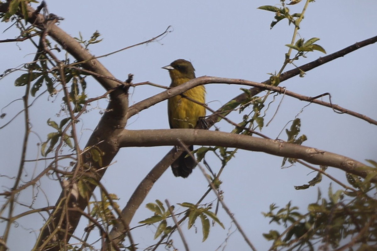 Unicolored Blackbird - ML639081402