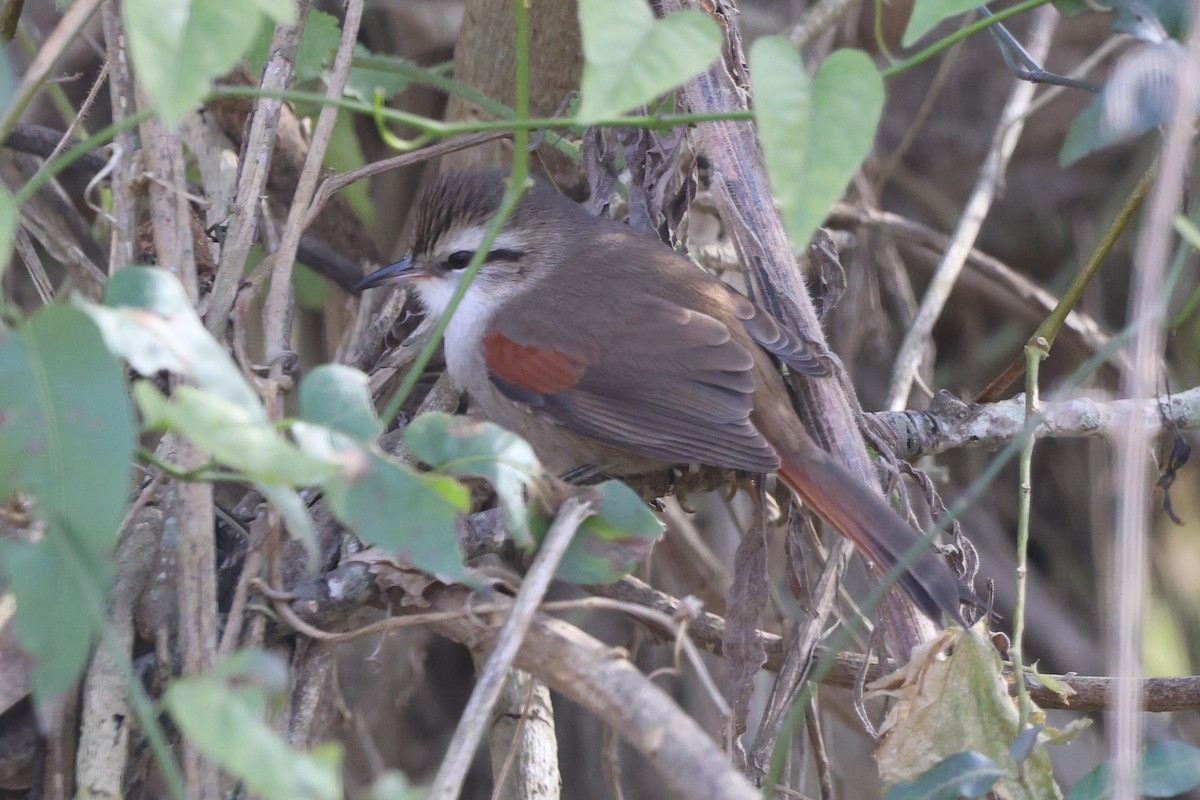 Stripe-crowned Spinetail - ML639081407