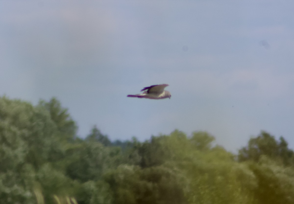 Northern Harrier - ML639081426